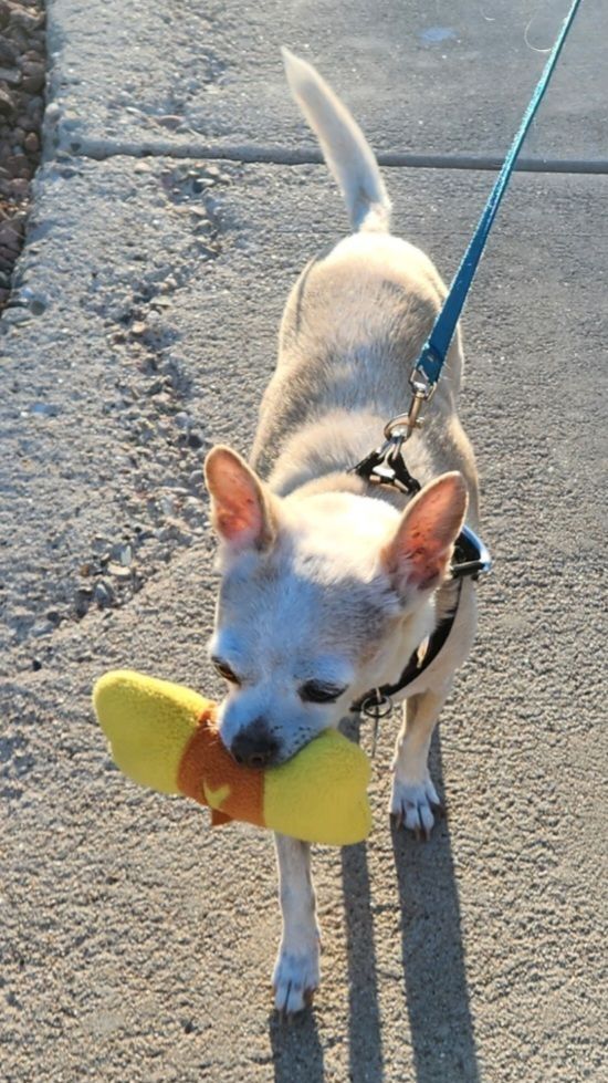 A light blonde elderly chihauhua on a walk, carrying his favorite plush toy in his mouth as his tail wags.