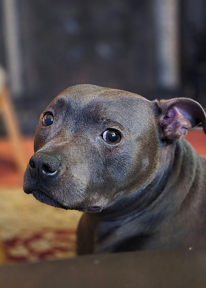 Blue Staffordshire Bull Terrier staring sadly into the camera with ears folded back.

Red carpet and open fireplace in the background 