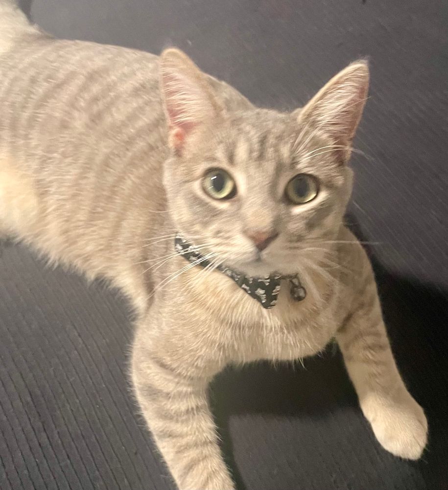 My Kitty “Louie” starring up wearing a cute bow 