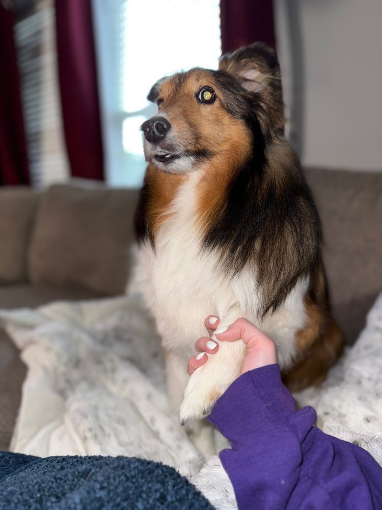 A photo of a dog sitting awkwardly on a couch with his paw being held by a white human hand. 