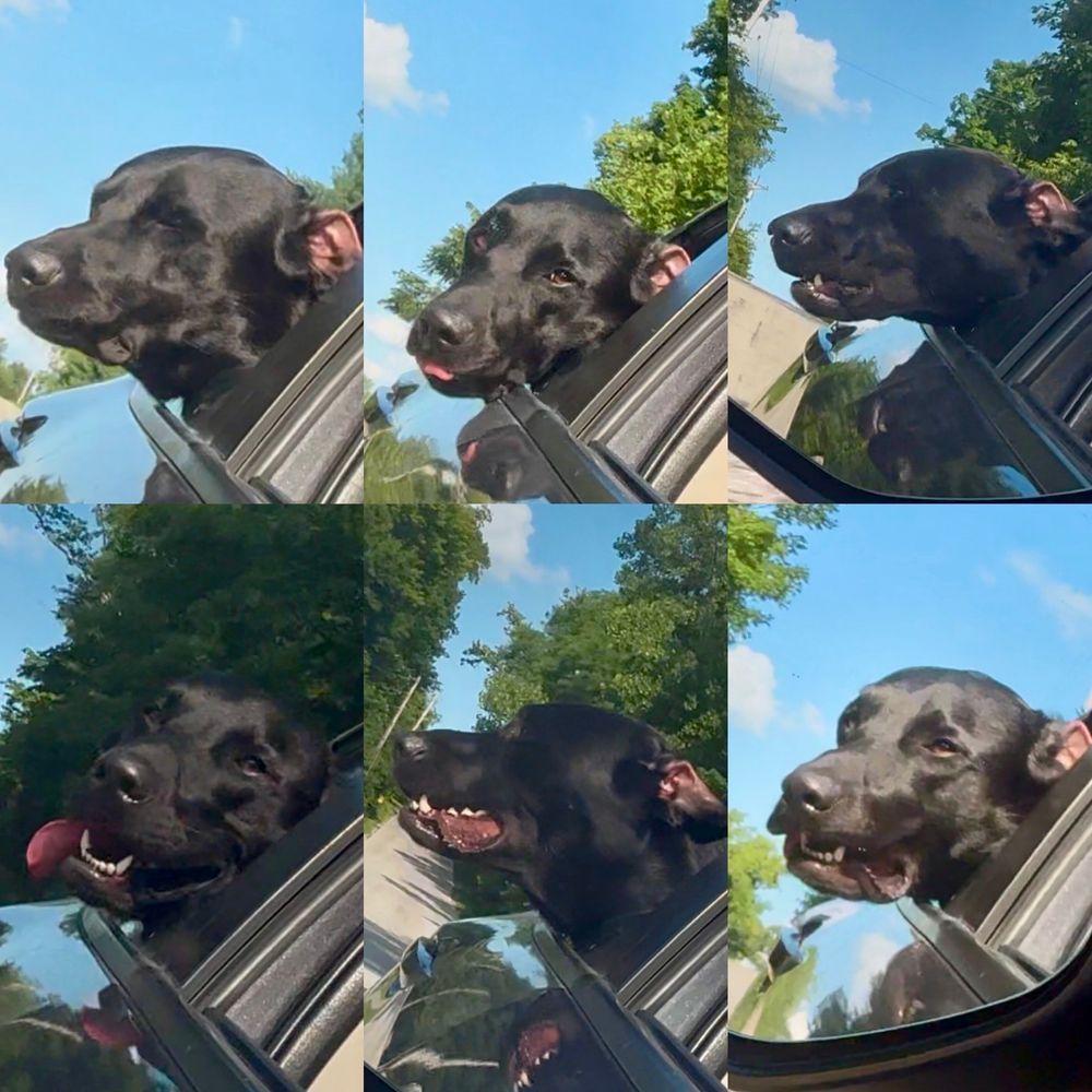 A series of photos of a black lab dog sticking his out a car window. 