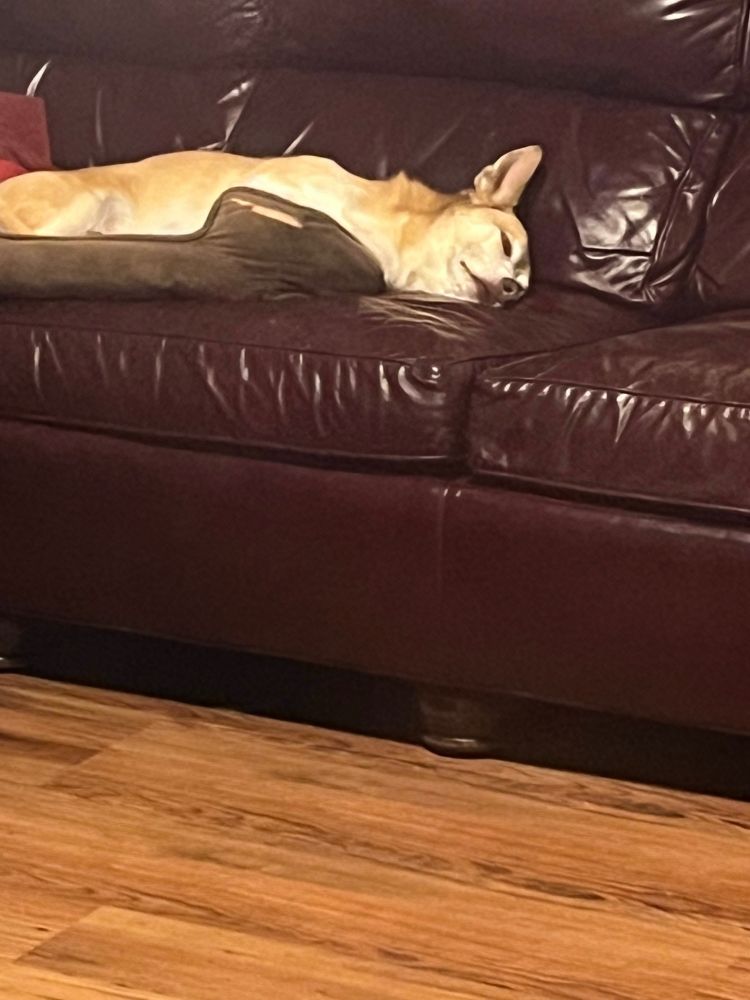 Dog passed out on a couch with one ear raised