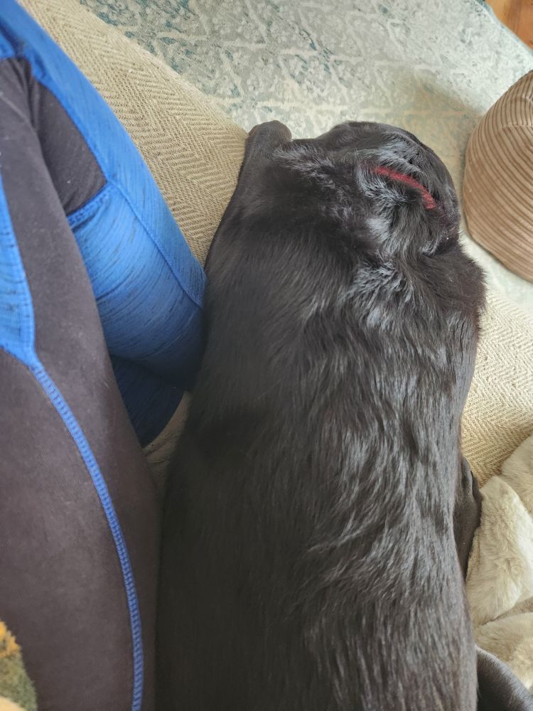 person sat on a sofa in leggings with a black labrador asleep on their feet