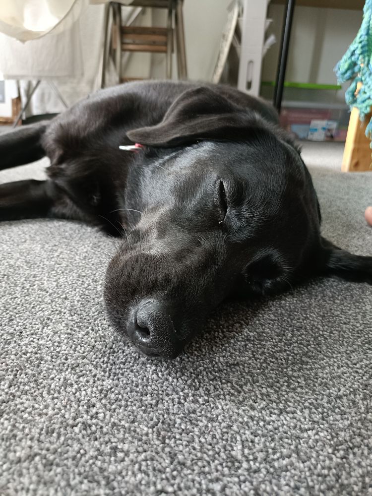 a black labrador cross is lying on a grey carpet on her side with her eyes shut