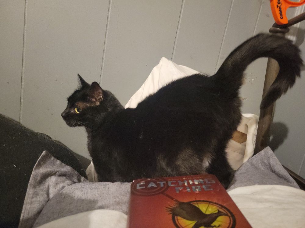A small black cat explores a heap of pillows & the book Catching Fire. 