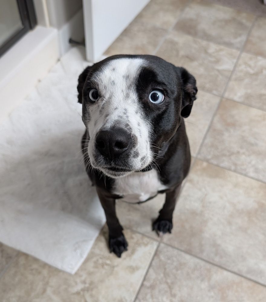 A black dog with white chest and face markings sitting and looking up at the camera.