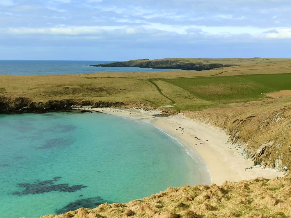 Seals in distance on sandy beach with turquoise sea 