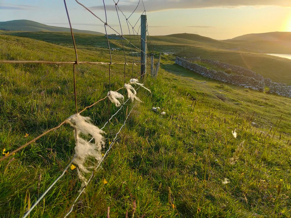 Image shows sheep wool caught in fences at sunset