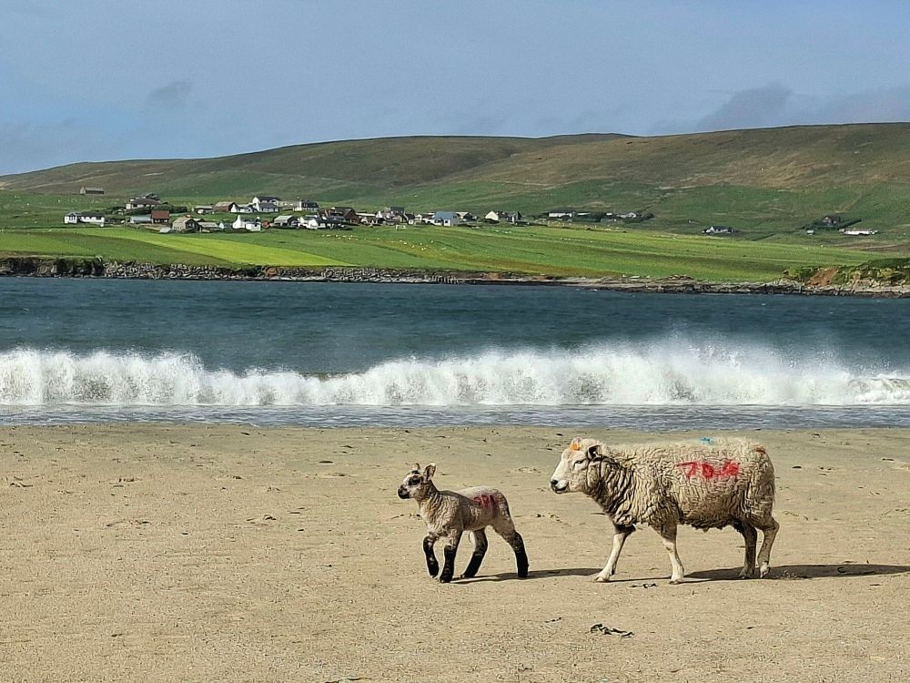 White sheep and white lamb with black legs walking on a beach with hills behind