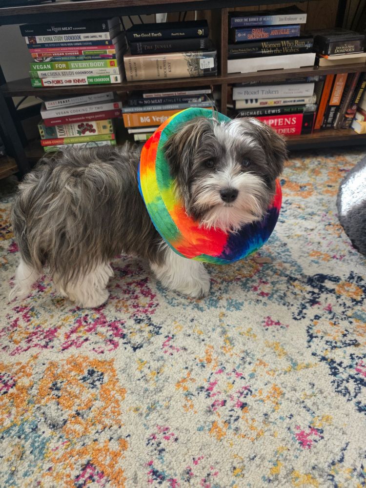 A small dog wearing a large fabric collar to keep him from licking an incision. He got a new one because he could barely move around with the one the vet gave him. This new collar reminds me of the frilly collar some clowns wear.