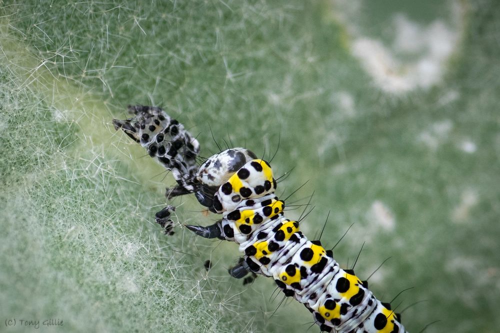 A white caterpillar with bright yellow and black markings with black spiky hairs is resting on a light green "furry" leaf. In front of it is the remains of the skin it has just shed. The black markings and hairs are clearly visible.