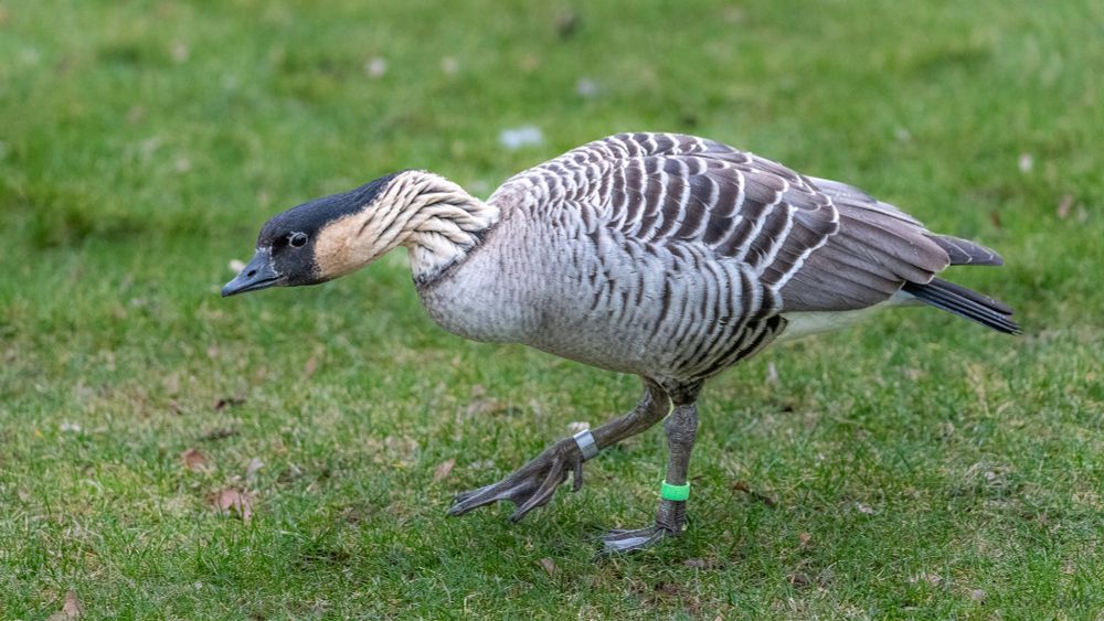 A large mostly brown and white bird with a black face and top of head. It's facing to the left and has a green ring on its left leg and a metal ring on its right. It's standing on grass.
