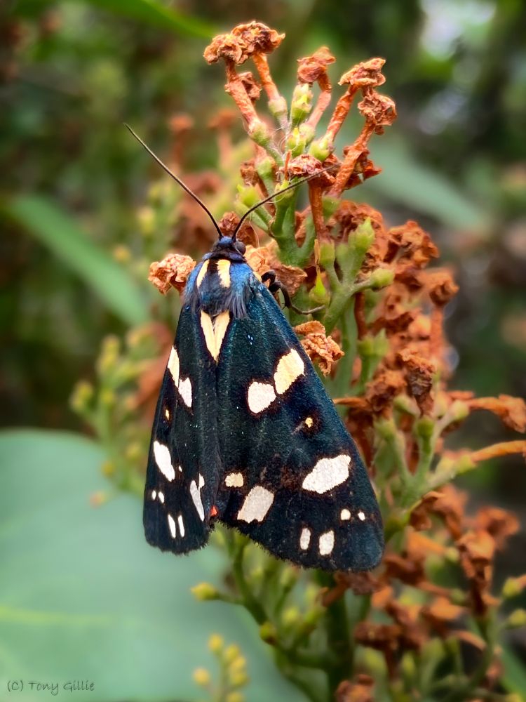 A triangular shaped moth with black upper wings punctuated with cream spots. I's resting on a dead flower head with browned petals. At the centre bottom of the moth you can just make out a hint of scarlet.