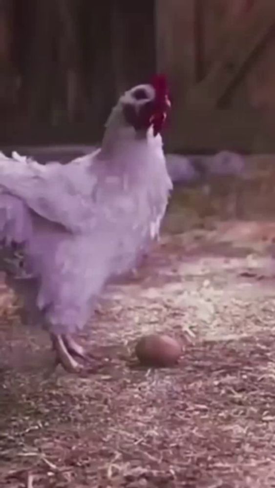 a white chicken with a red crest is standing next to an egg on the ground