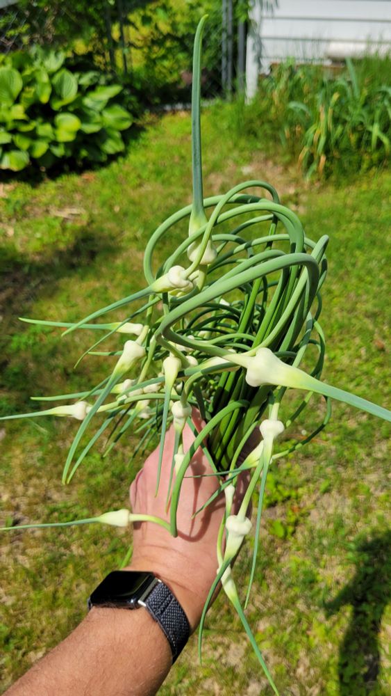 A photograph of a hand holding a bunch of curly garlic scapes