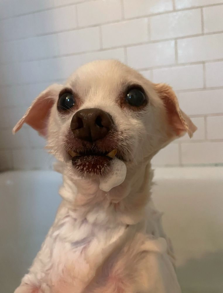 Chihuahua pug mix with soap suds on his chin 