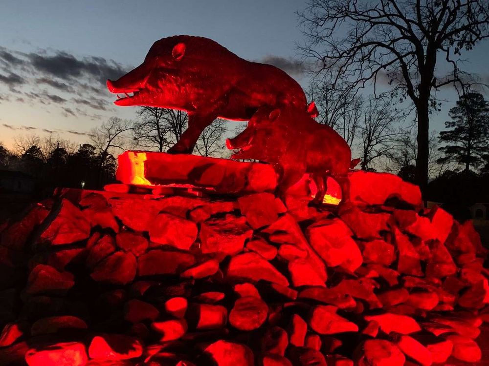 Razorback fountain at night of Arkansas coach (for now) Sam Pittman.