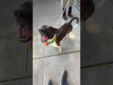 YouTube video by ACC NYC