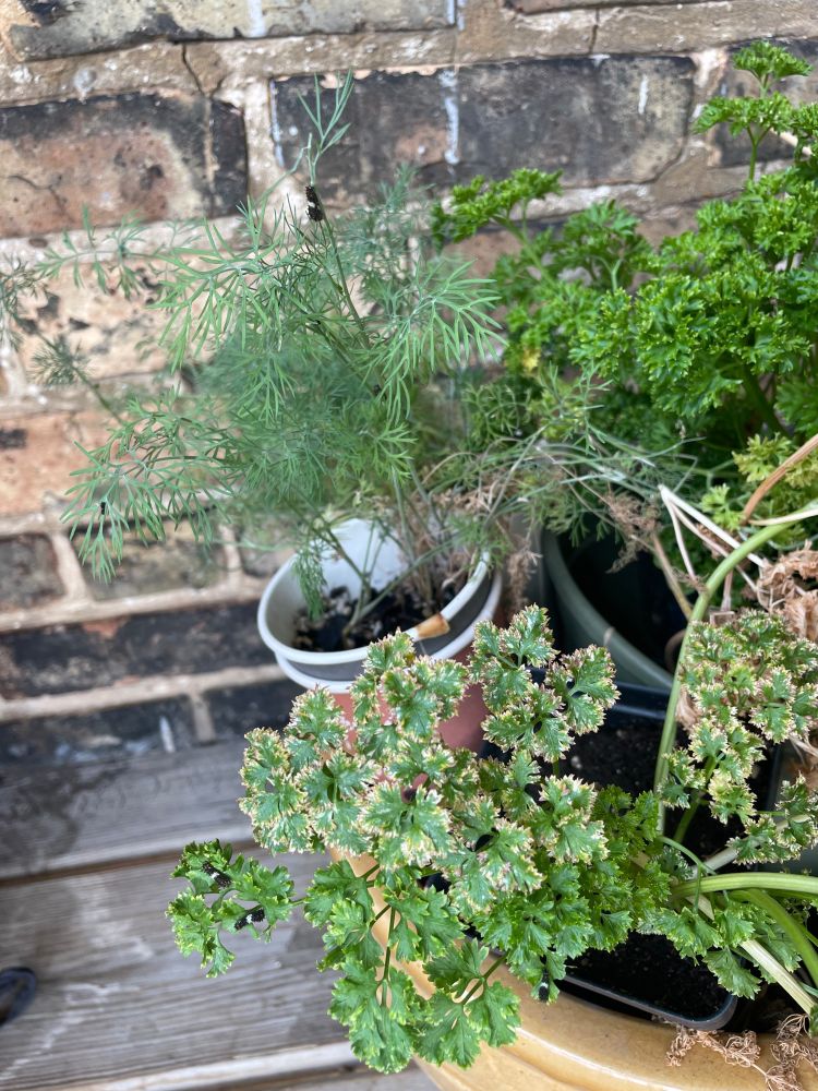 A bunch of what I believe are Black Swallowtail instars hangin’ out on my dill and curly parsley. 