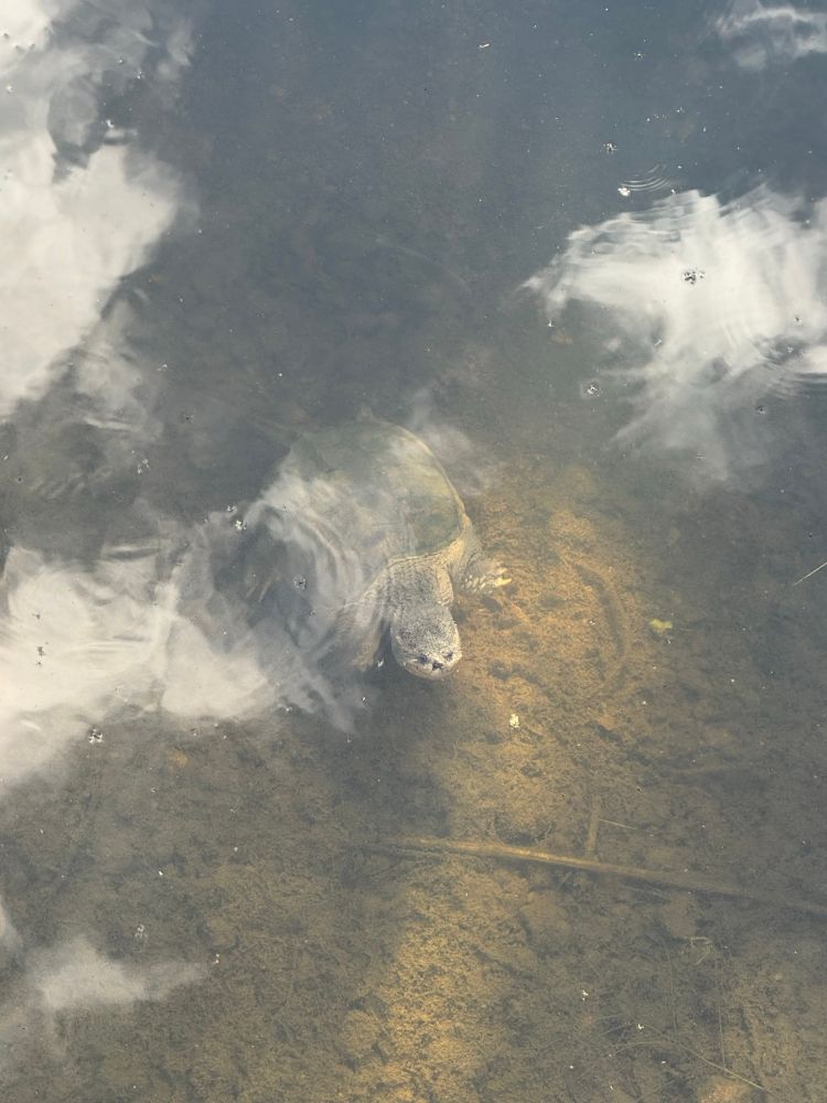 Image of a Cute snapping turtle looking at you