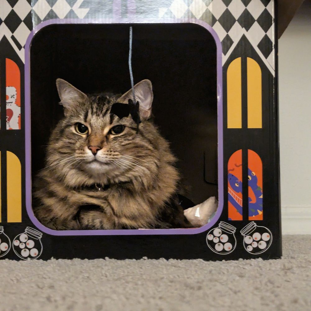 Picture of a long haired brown tabby cat laying inside of a Halloween themed cardboard cat house and facing the camera. The cat is laying down with her paws tucked under her and a relaxed face, looking very content in her new house.
