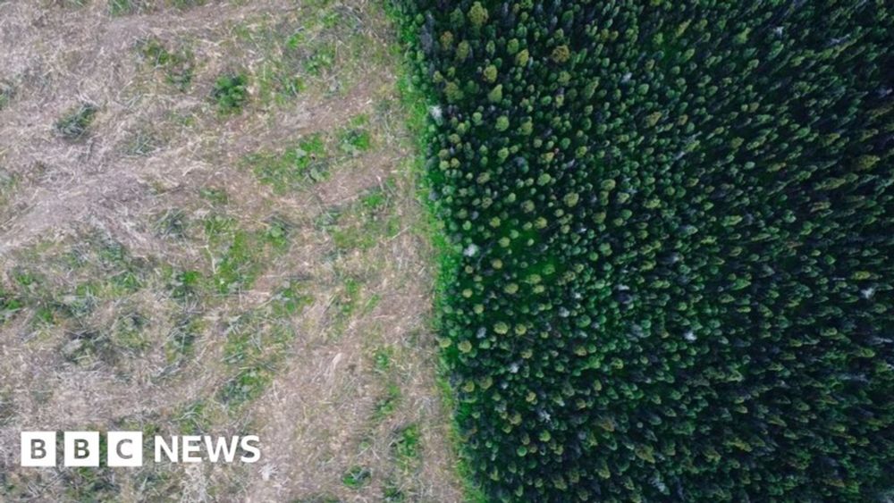 Drax: UK power station owner cuts down primary forests in Canada