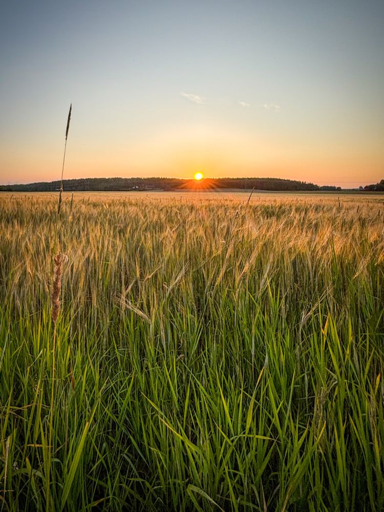 Kornfeld mit Sonnenuntergang 