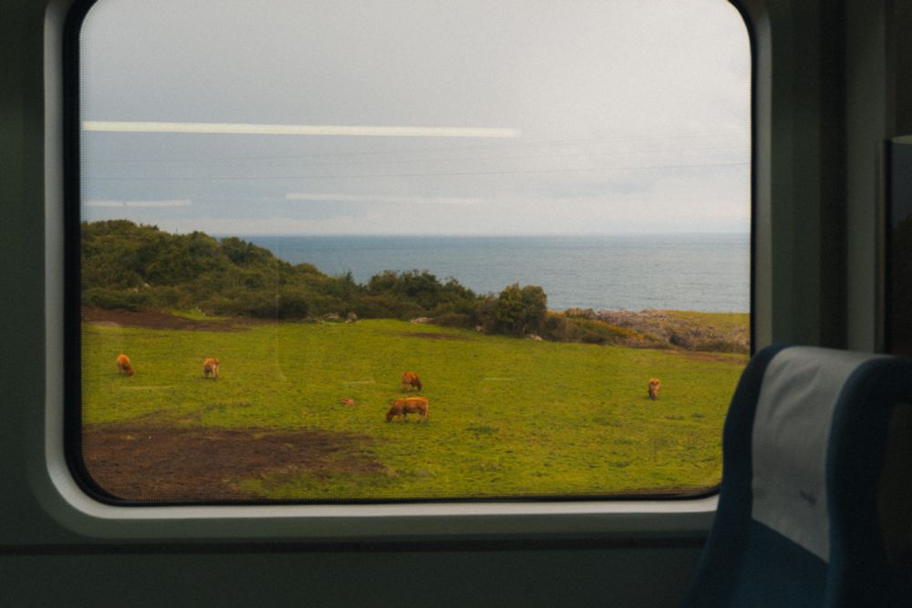 Kühe auf einer grünen Wiese, im Hintergrund das Meer, gesehen durch ein Zugfenster