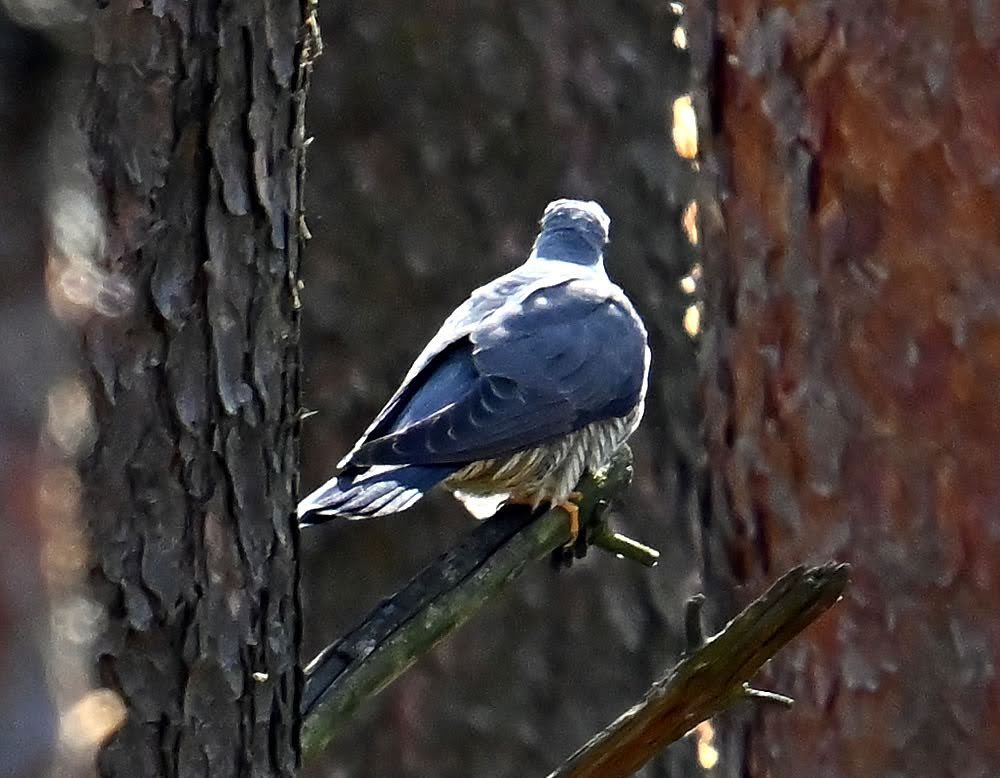 Kukułka