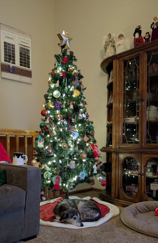 Otis the brindle hound mix curled up like a donut under a lit Christmas tree.