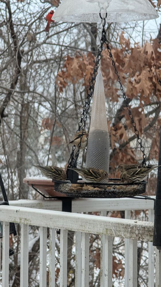 Four pine siskins in a round platform feeder and an American goldfinch on a thistle sock hanging above it.