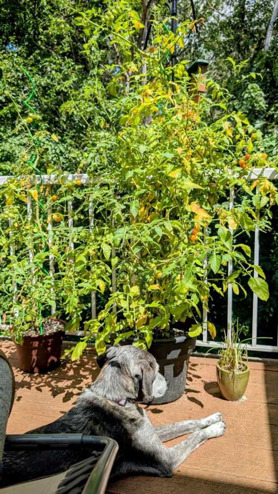Otis the brindle hound mix laying in the sun on a deck underneath a nearly 6 foot tall tomato plant with visible cherry tomatoes in various shades of ripeness.