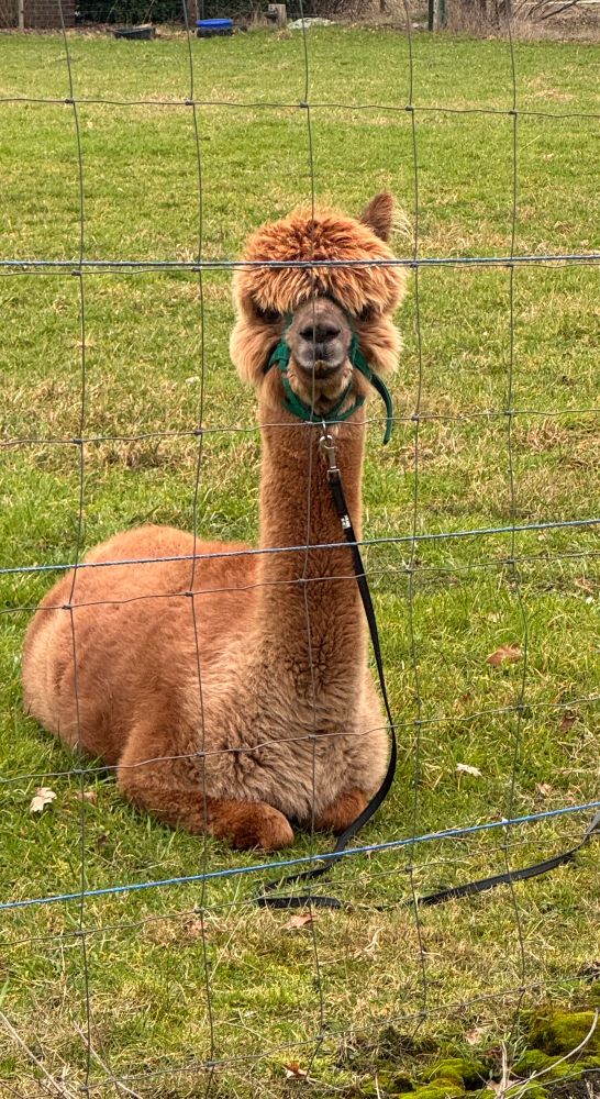 Ein braunes Alpaca liegt hinter einem Zaun auf einer Wiese und schaut frontal in die Kamera. 