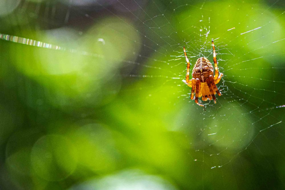 Eine Kreuzspinne in Nahaufnahme. Sie sitzt kopfüber in der Mitte ihres feinen Netzes. Ihr Körper und die Beine sind orange bis braun, das hintere Beinpaar ist noch oben gestreckt. Die Kamera schaut von vorne und leicht erhöht auf sie. Die beiden dunklen Punkte Hinterleib simulieren Augen und sollen Angreifer abschrecken.
