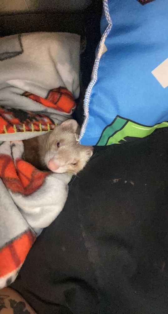 akio laying next to me under a blanket with his head on my shoulder