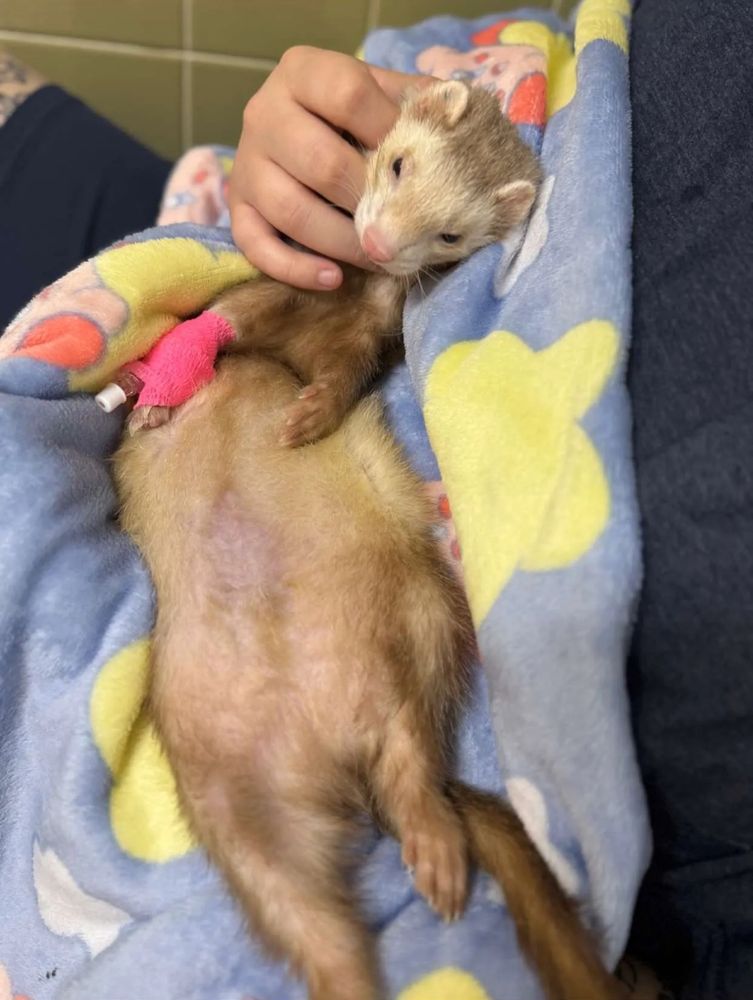 akio laying on my lap belly up at the vet the day i had to put him down
