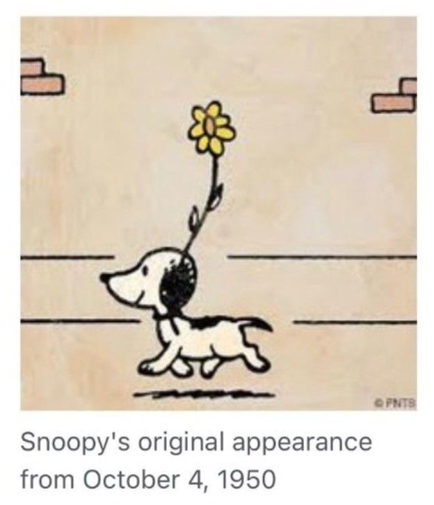 Première apparition de Snoppy (méconnaissable), le 4 octobre 1950.