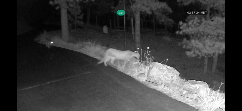 grainy black and white night time webcam image of a mother mountain lion at the edge of our driveway looking down the hill. A ways behind her two shining eyes are most of what you can see of her cub. 