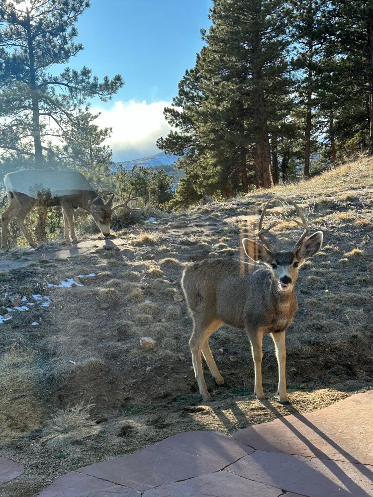 In the mountains a small mule deer looks at you through a glass door, its big ears catching the sun. Behind it another bigger deer with bigger antlers grazes.