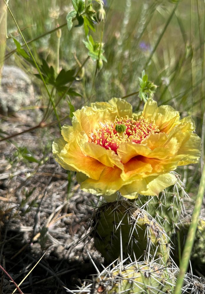 A blooming cactus with wide open tissue paper thin layers of petals perched atop spike covered pedestals. 