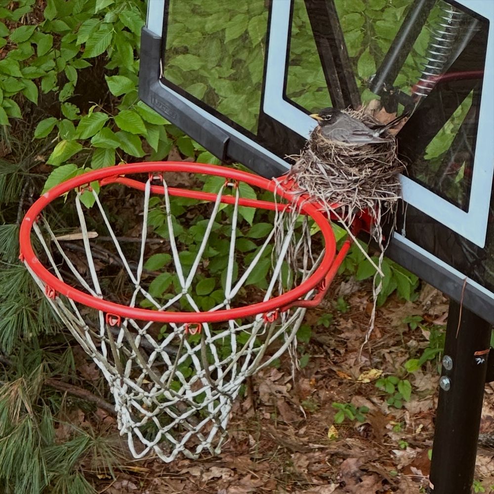 A robin sits in a nest she built on top of a basketball hoop