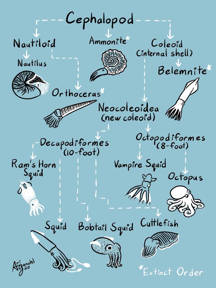 A family tree of cephalopods, both extinct and extant. Depicted are nautilus, orthoceras, ammonite, belemnite, vampire squid, octopus, rams horn squid, squid, bobtail squid, and cuttlefish