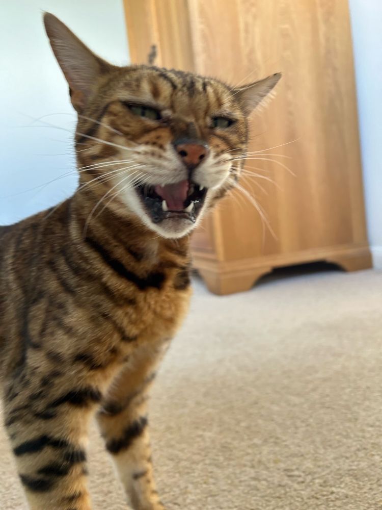 Bengal cat ears back. Displeased expression. Mid miaow. 