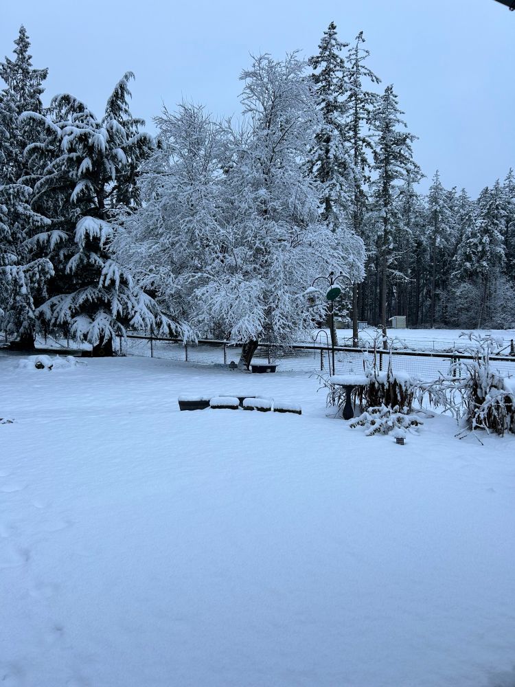 A snowy landscape with snowy trees and fenceline