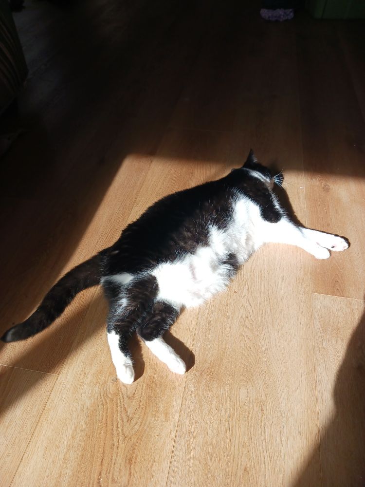Photo of a black and white cat laying in the sunshine coming through a window onto a wooden floor