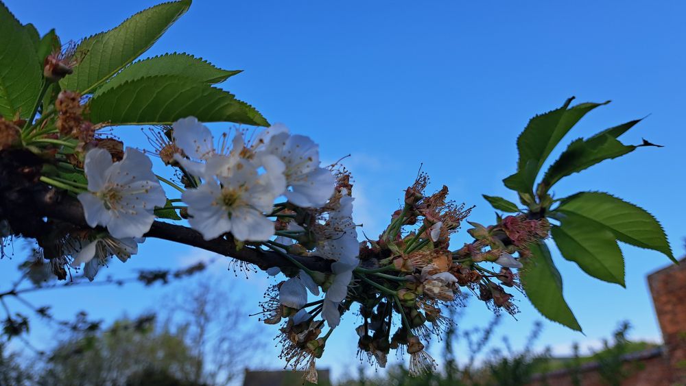 Branche de cerisier en fleur (mi avril, fin de floraison)