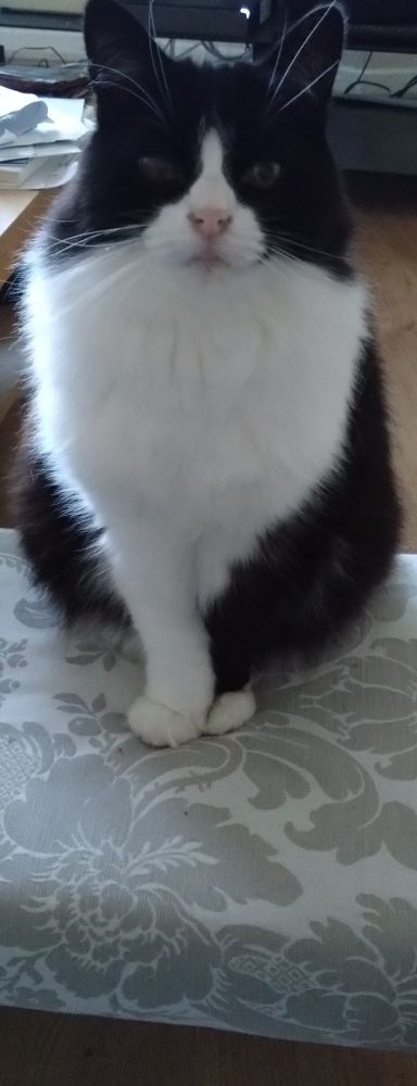 Tuxedo cat on footstool staring at the camera