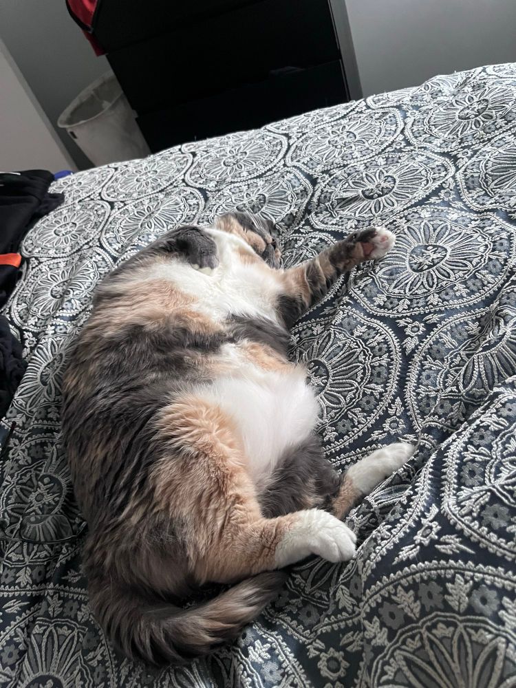 Chonky tortoiseshell cat laying with belly showing 