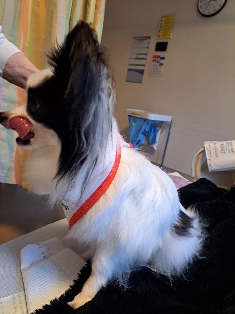 Black and white Papillon dog doing hospital visits. 