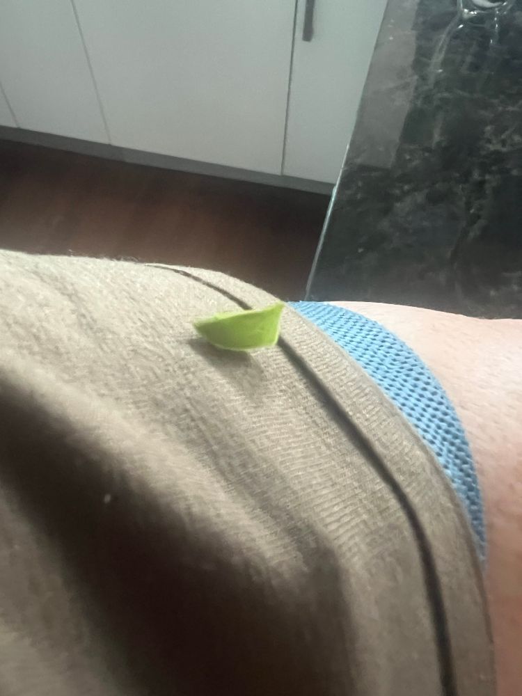 a small green insect that looks like a leaf
on a olive green shirt
on Frith’s left shoulder
a blue band for a fitness tracker can be seen from under the shirt